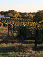 Augusta Vineyard