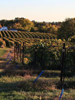 Augusta Vineyard