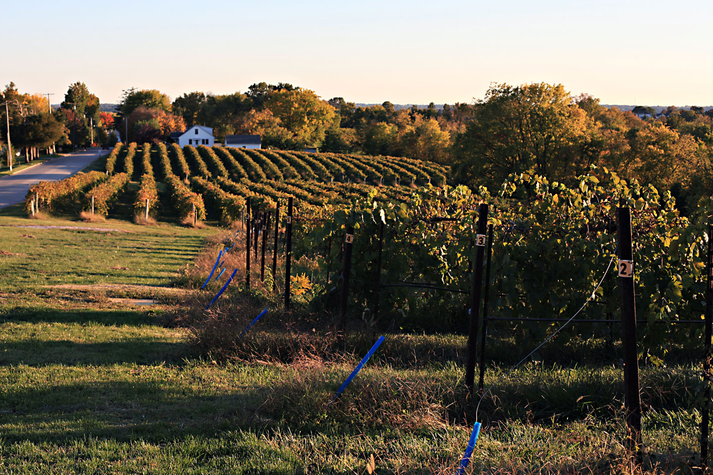 Augusta Vineyard